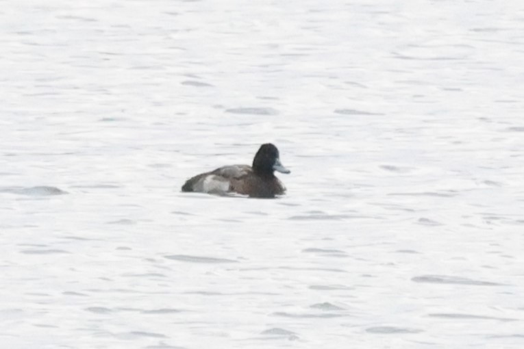 Lesser Scaup - ML626462424