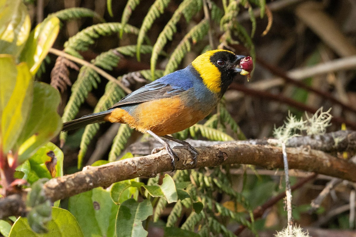 Golden-collared Tanager - ML626462518