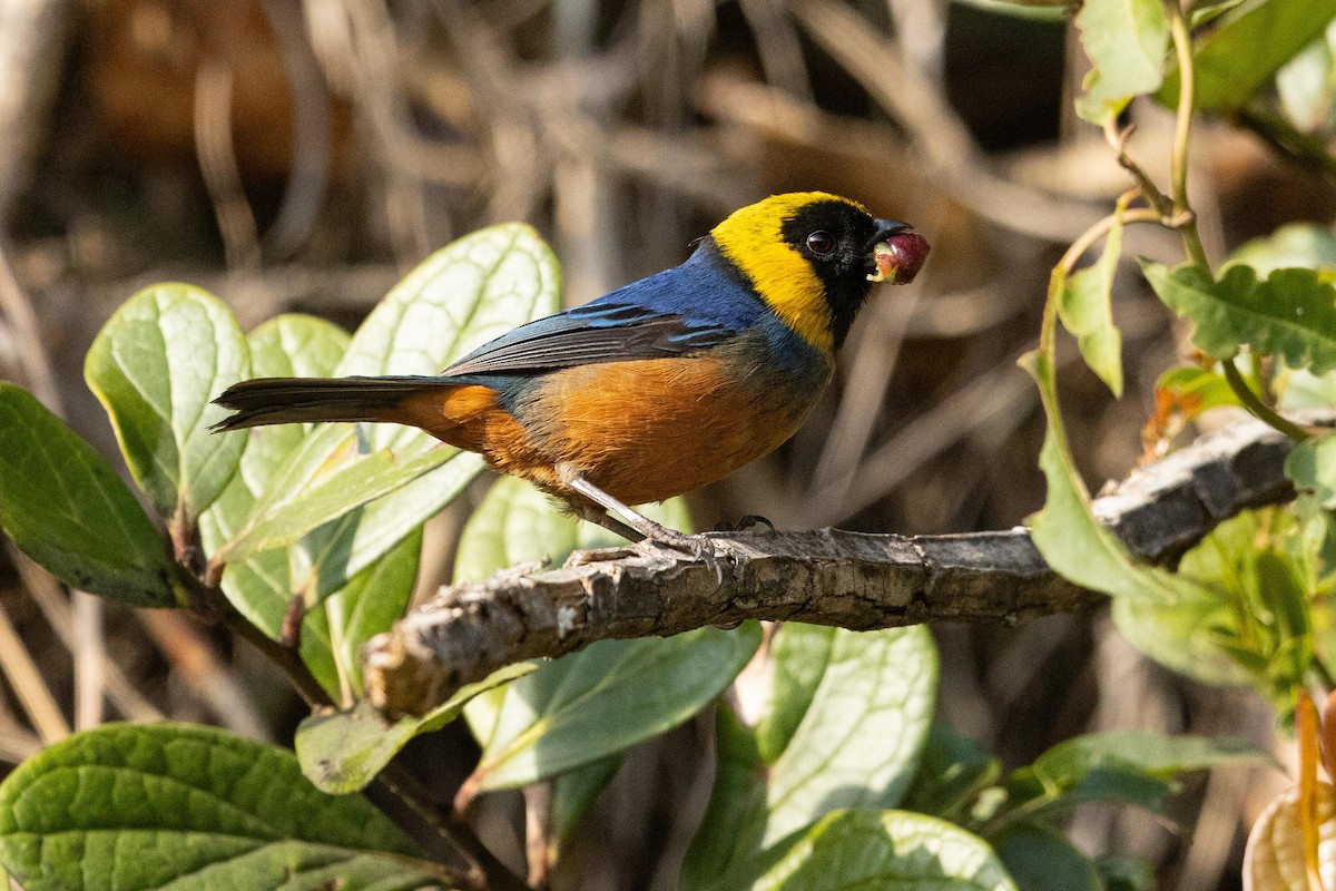 Golden-collared Tanager - ML626462519