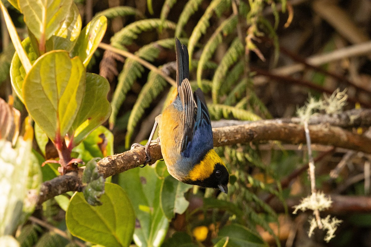 Golden-collared Tanager - ML626462520