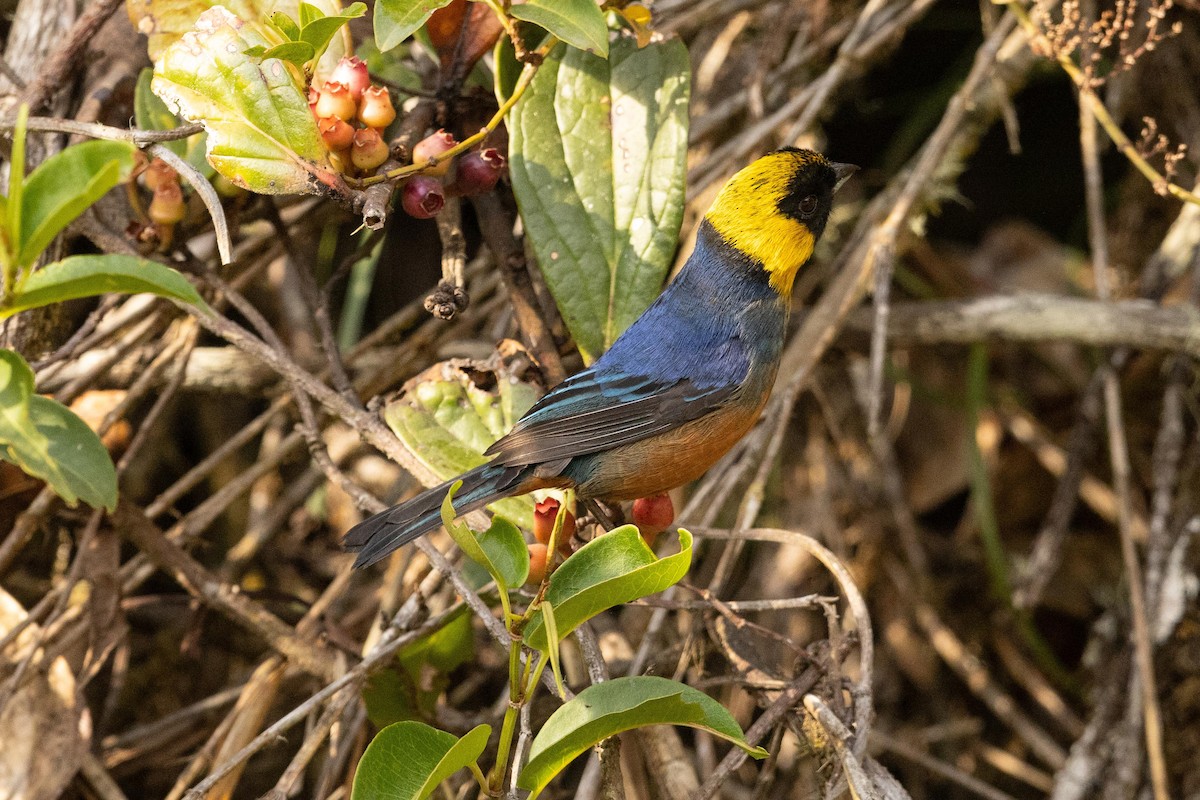 Golden-collared Tanager - ML626462521