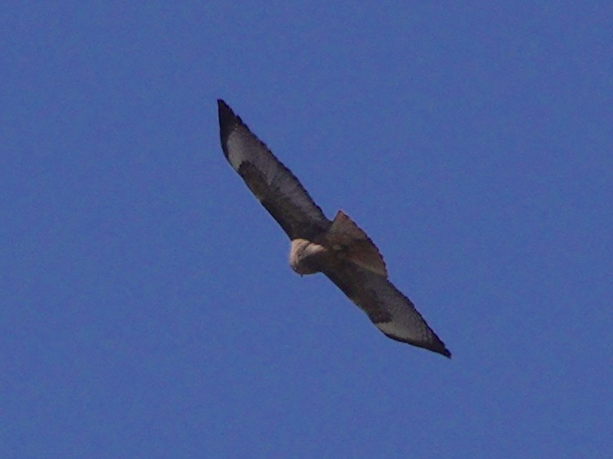 rødhalevåk - ML626462640