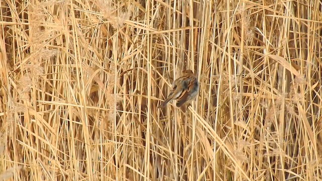 Reed Bunting - ML626462665
