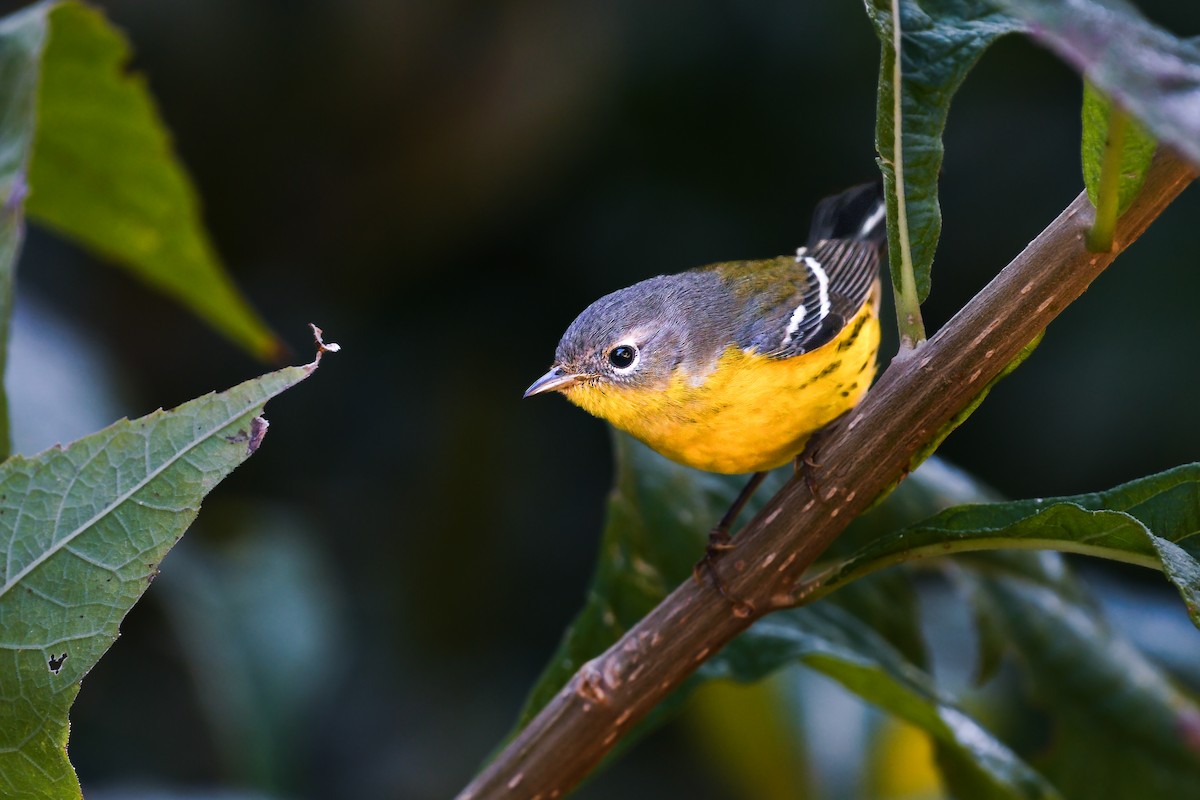 Magnolia Warbler - ML626463022