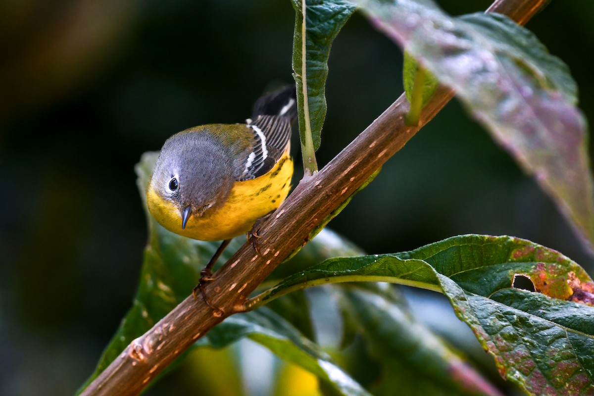 Magnolia Warbler - ML626463023