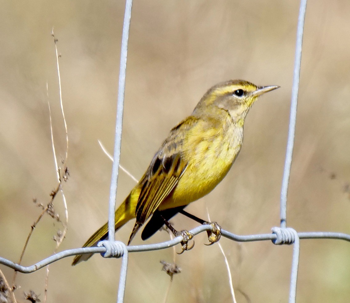 Palm Warbler - ML626463143