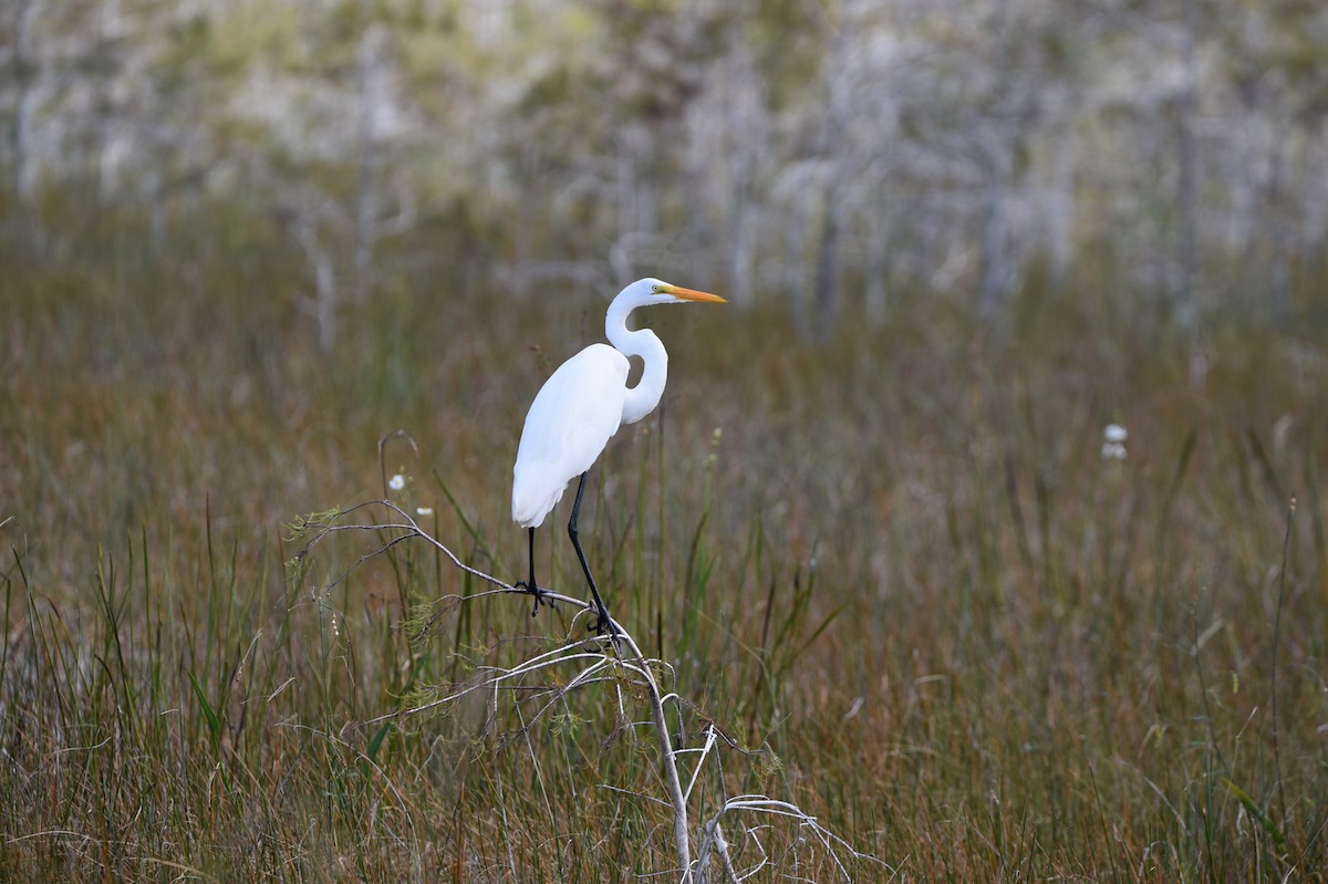 Grande Aigrette - ML626463439