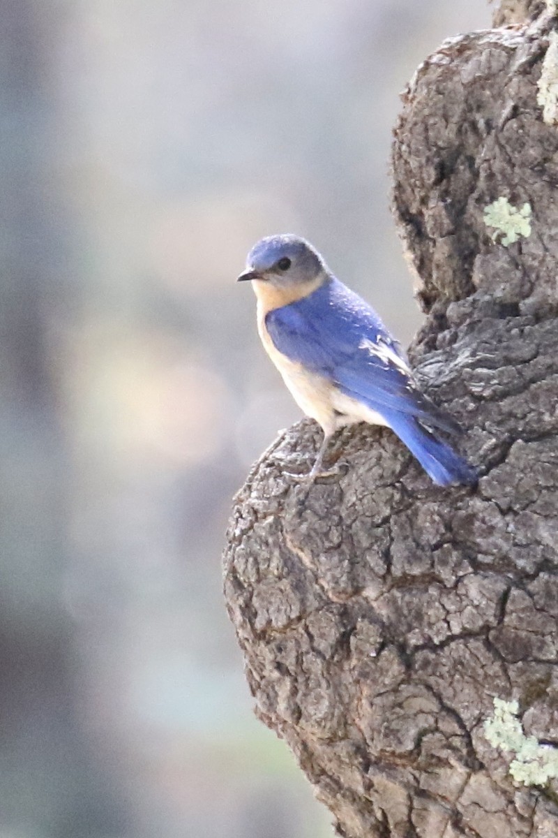 Eastern Bluebird - ML626463464