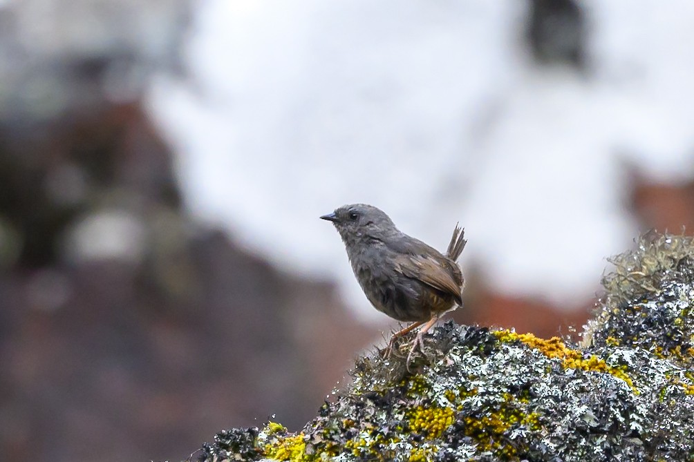 Jalca Tapaculo - ML626463470