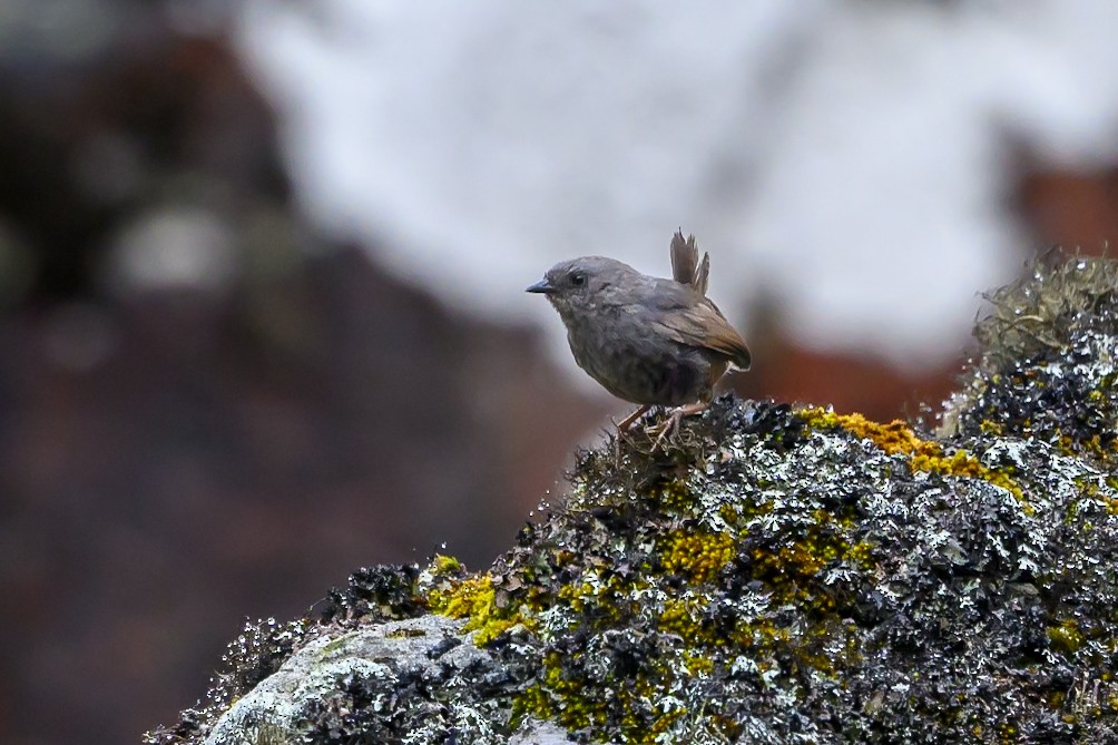 Jalca Tapaculo - ML626463471