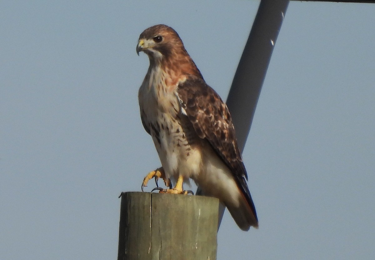 Red-tailed Hawk - ML626463498