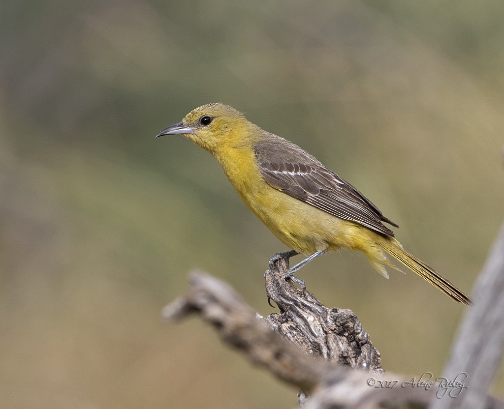 Hooded Oriole - Arlene Ripley