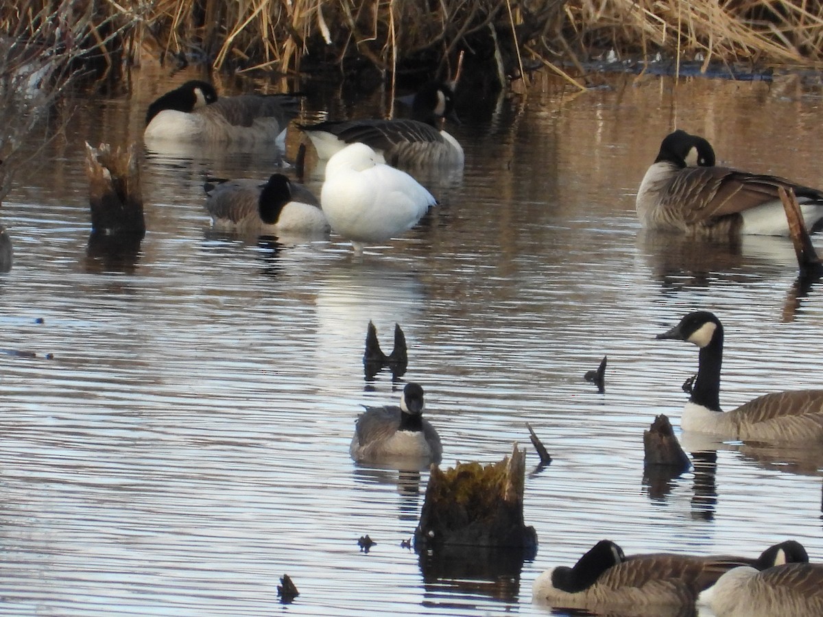 Snow Goose - ML626463526