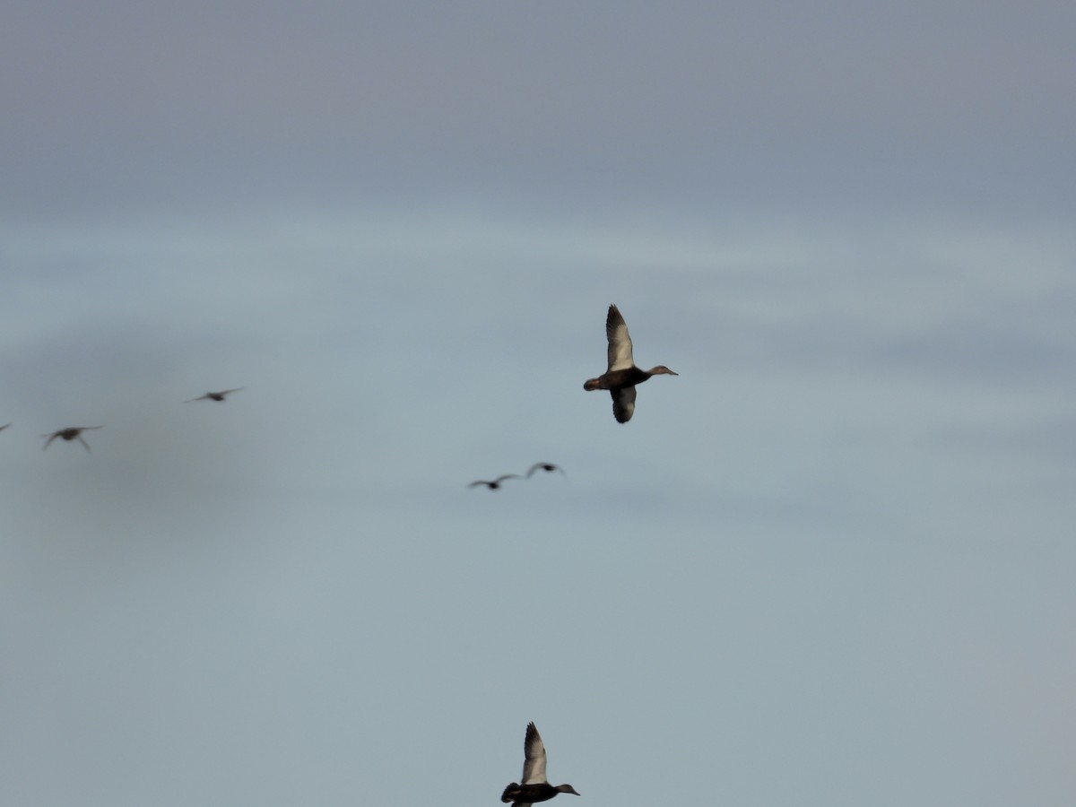 American Black Duck - ML626463529