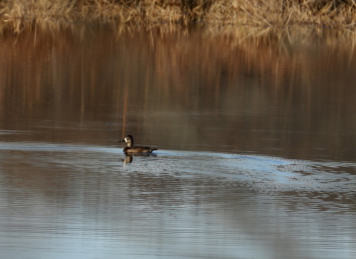 Ring-necked Duck - ML626463533