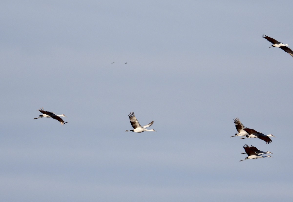 Sandhill Crane - ML626463536