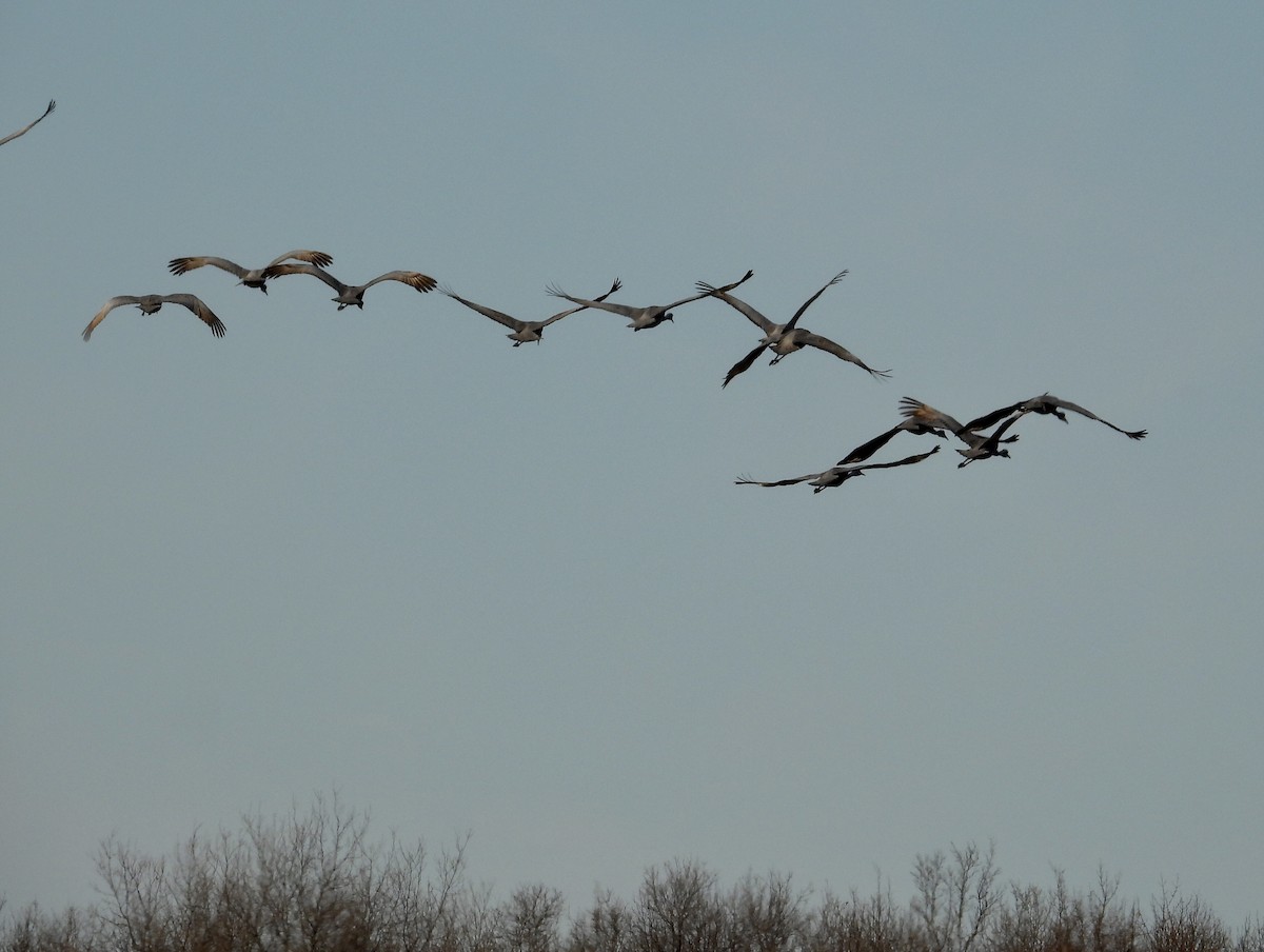 Sandhill Crane - ML626463537