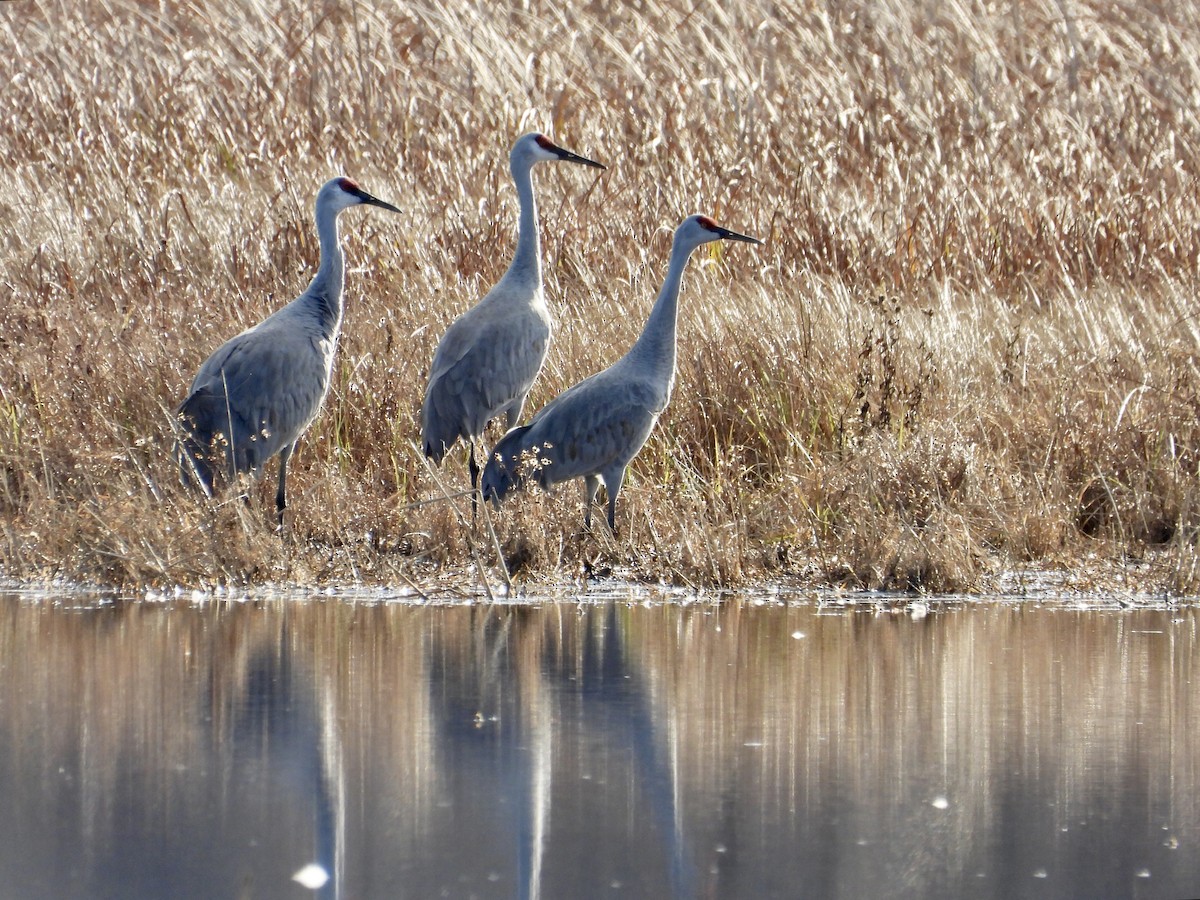 Sandhill Crane - ML626463538