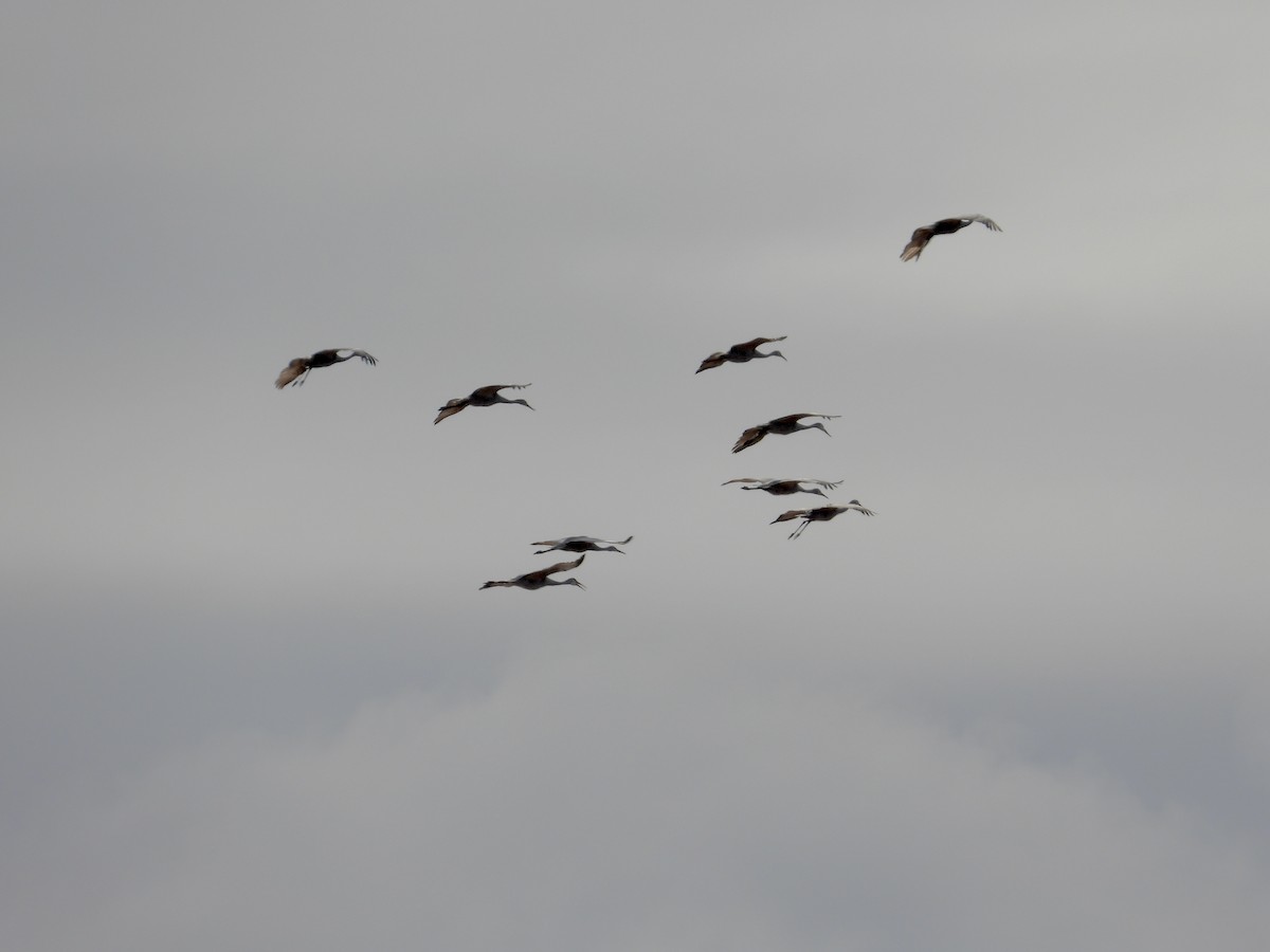 Sandhill Crane - ML626463539