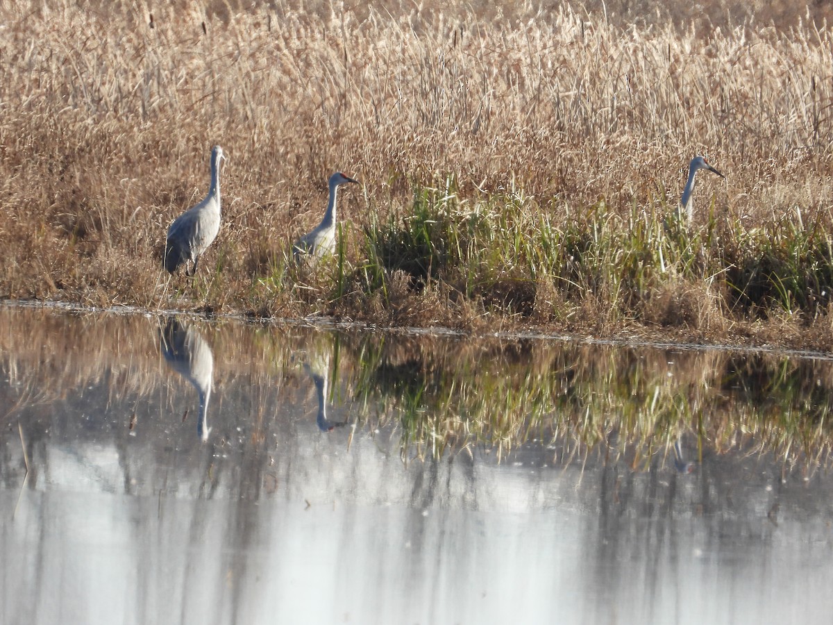 Sandhill Crane - ML626463540