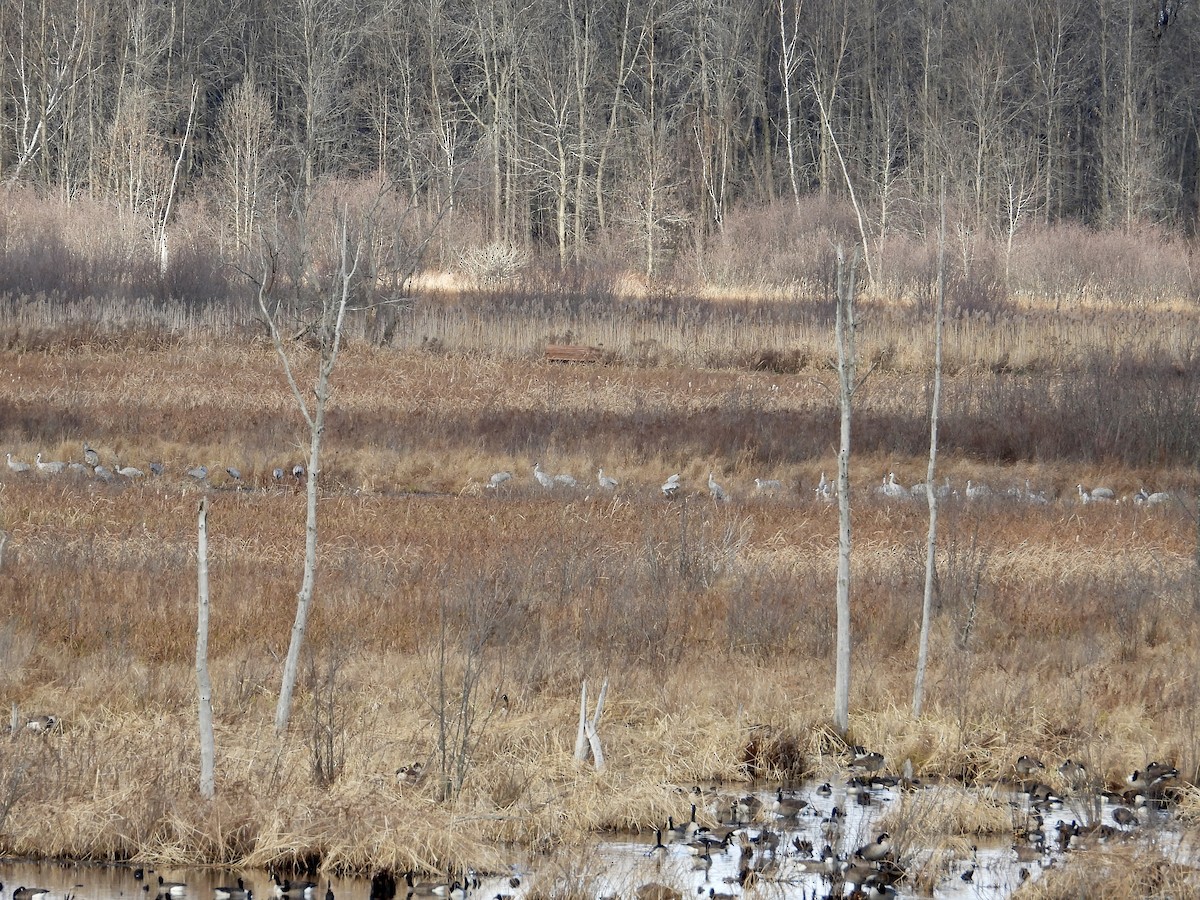 Sandhill Crane - ML626463541