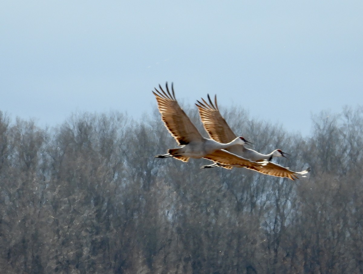 Sandhill Crane - ML626463551