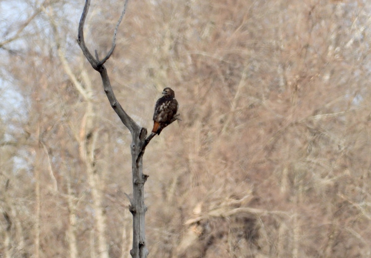 Red-tailed Hawk - ML626463555