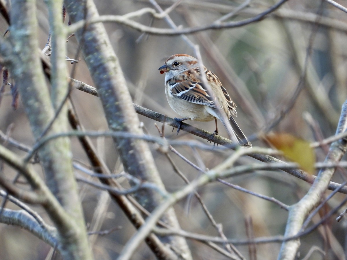 American Tree Sparrow - ML626463562