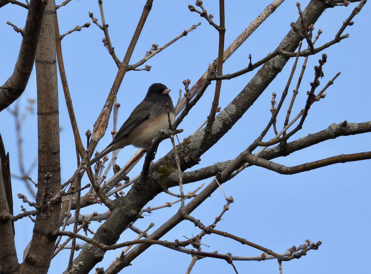 Dark-eyed Junco - ML626463569