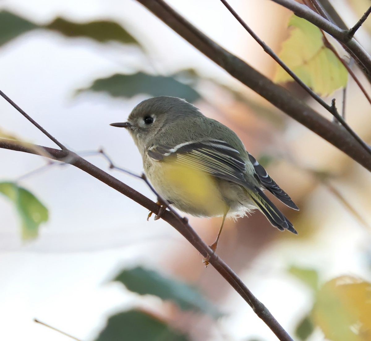Ruby-crowned Kinglet - ML626463646