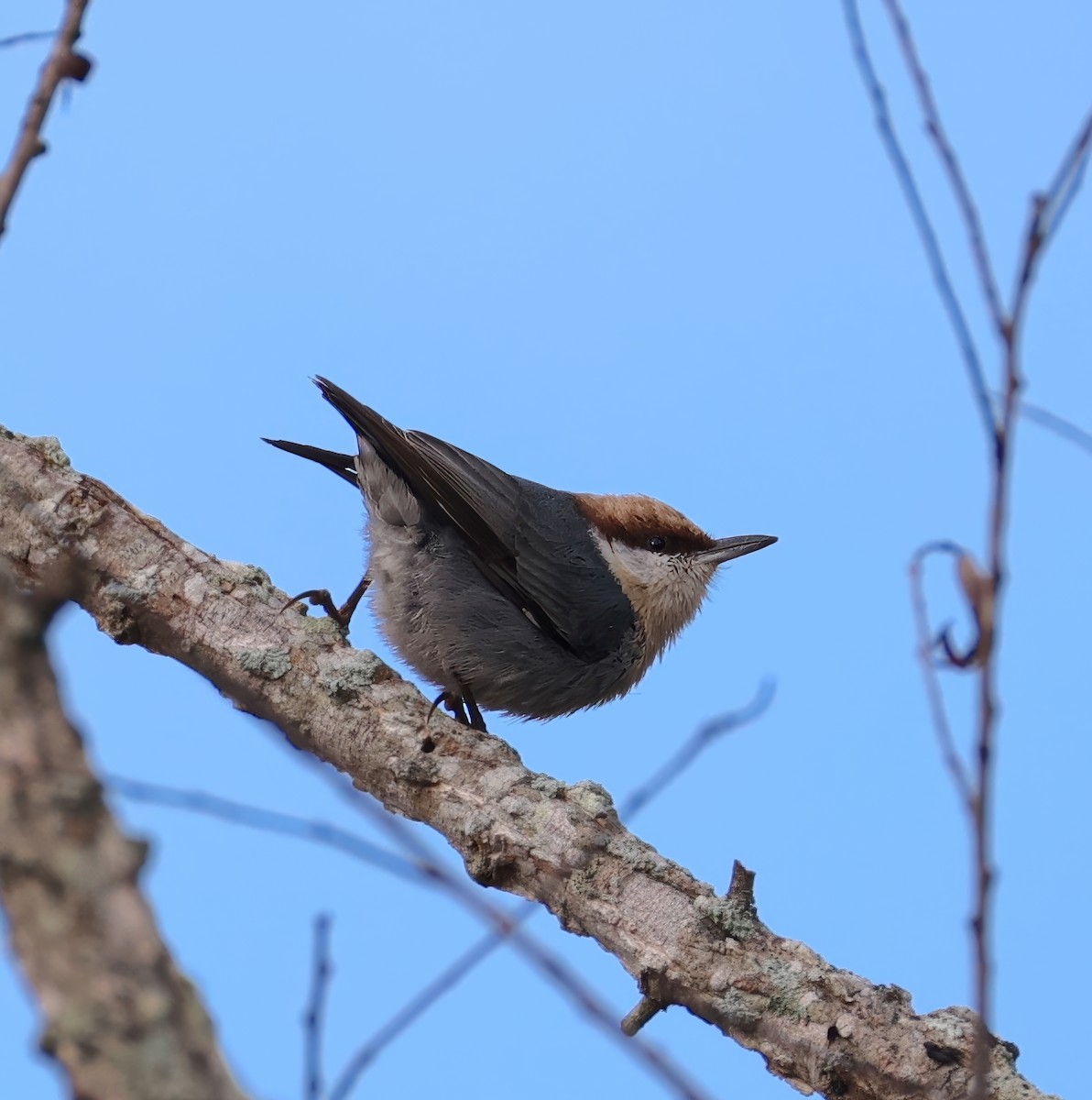 Brown-headed Nuthatch - ML626463656