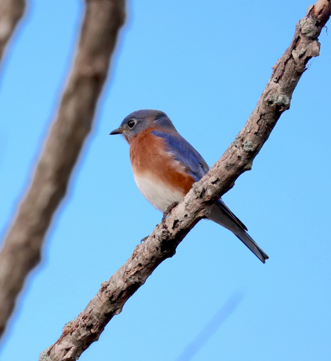 Eastern Bluebird - ML626463667