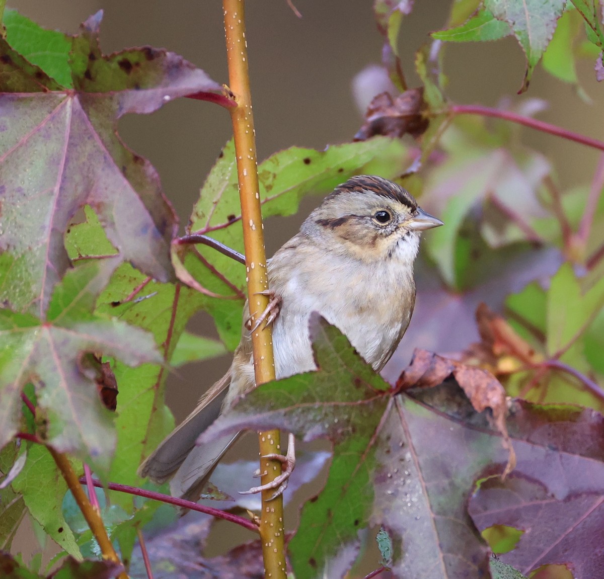 Swamp Sparrow - ML626463722