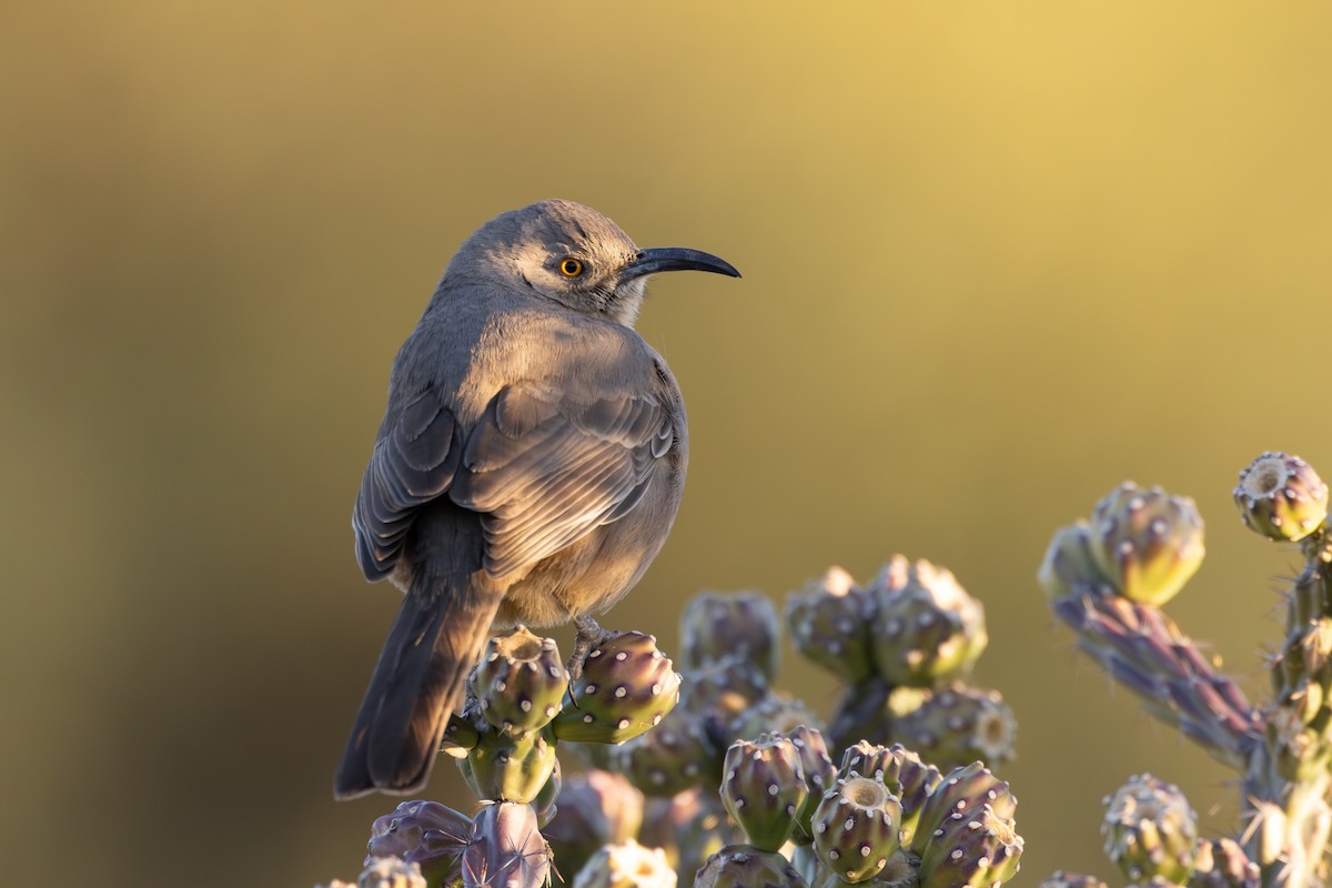 Curve-billed Thrasher - ML626463759