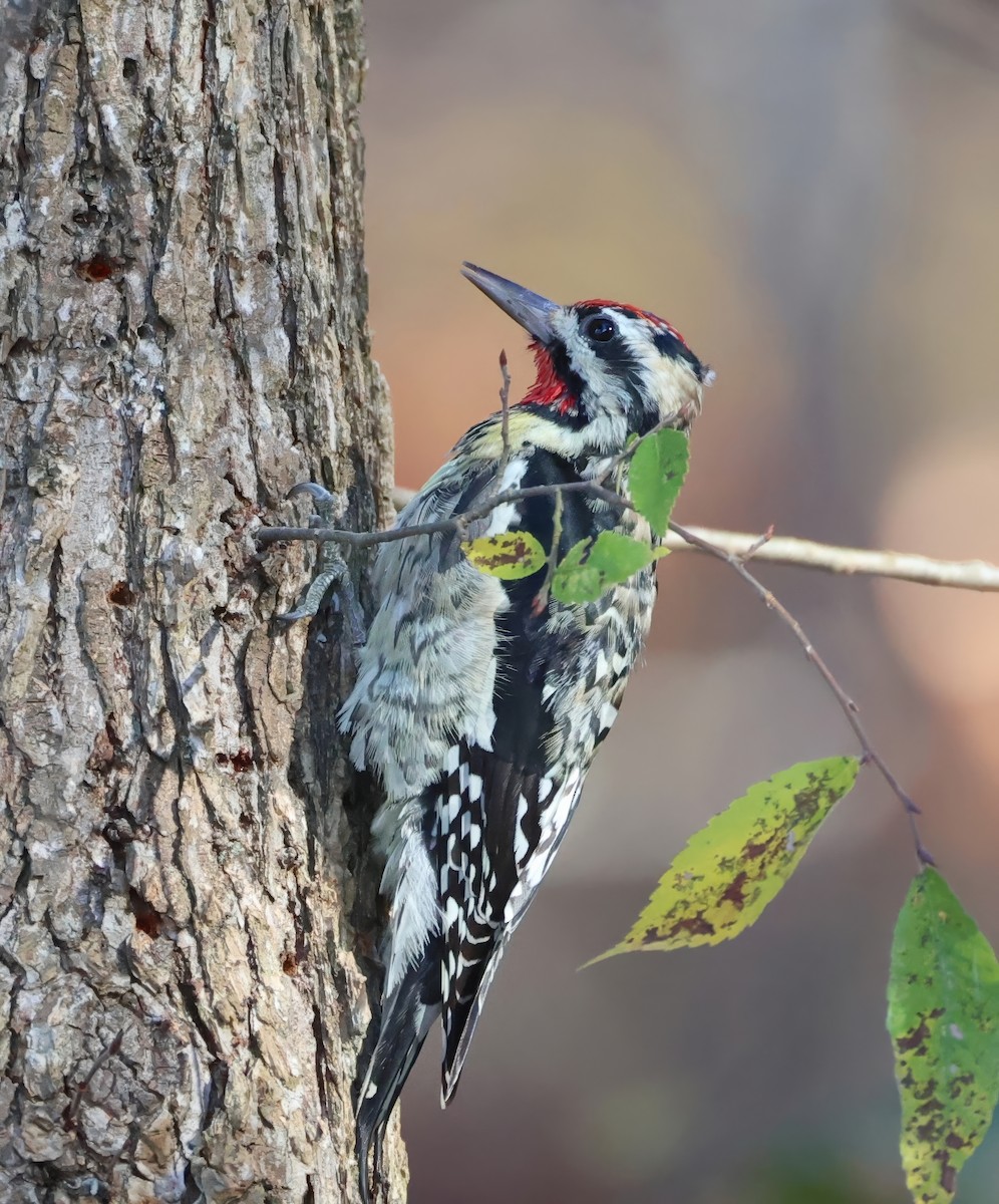 Yellow-bellied Sapsucker - ML626463781