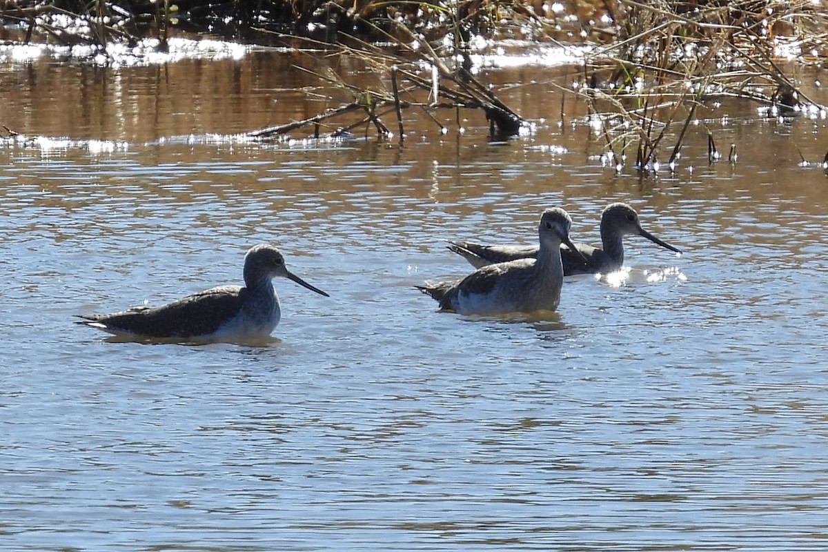 Greater Yellowlegs - ML626463836