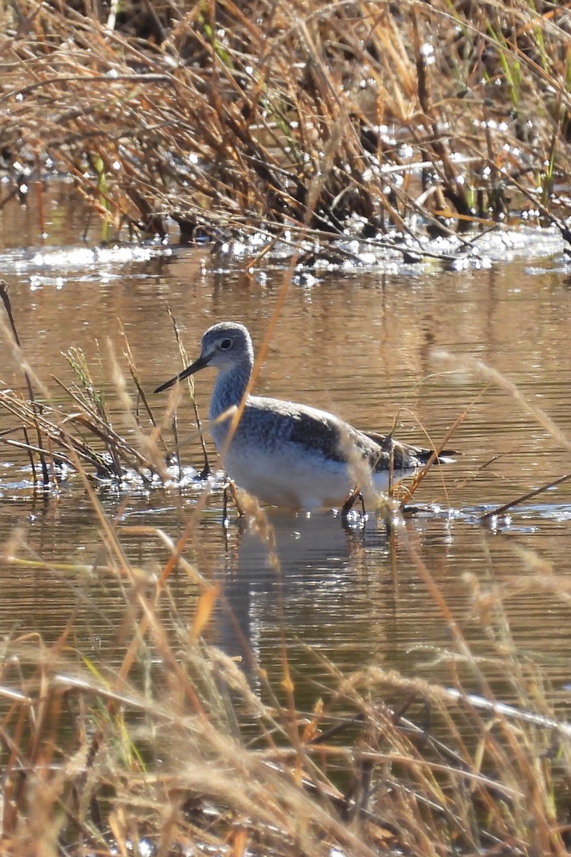 Greater Yellowlegs - ML626463848