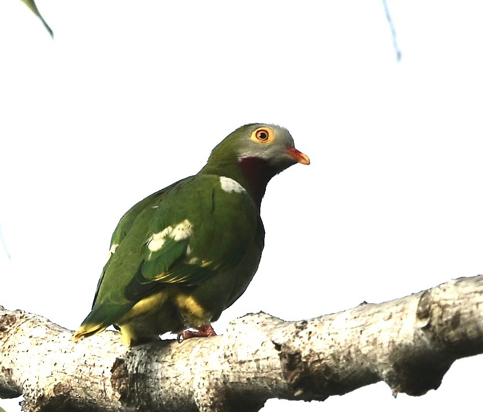 Claret-breasted Fruit-Dove - ML626463954