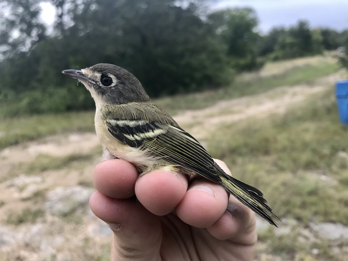 Black-capped Vireo - ML626464005