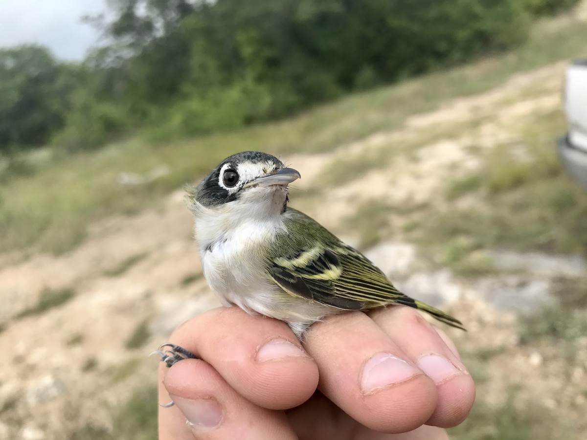 Black-capped Vireo - ML626464006