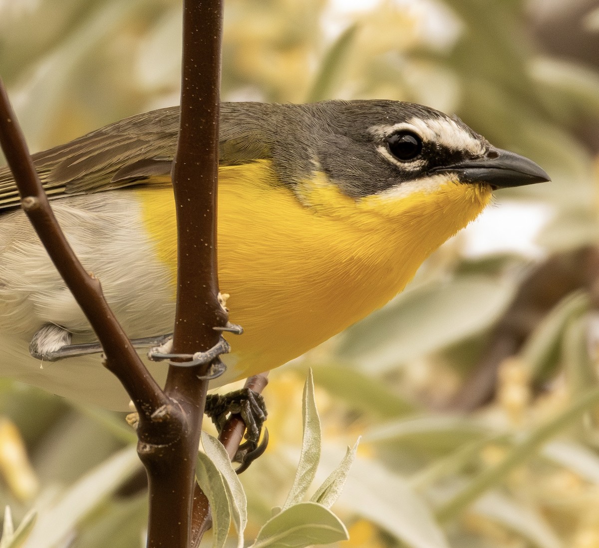 Yellow-breasted Chat - ML626464046