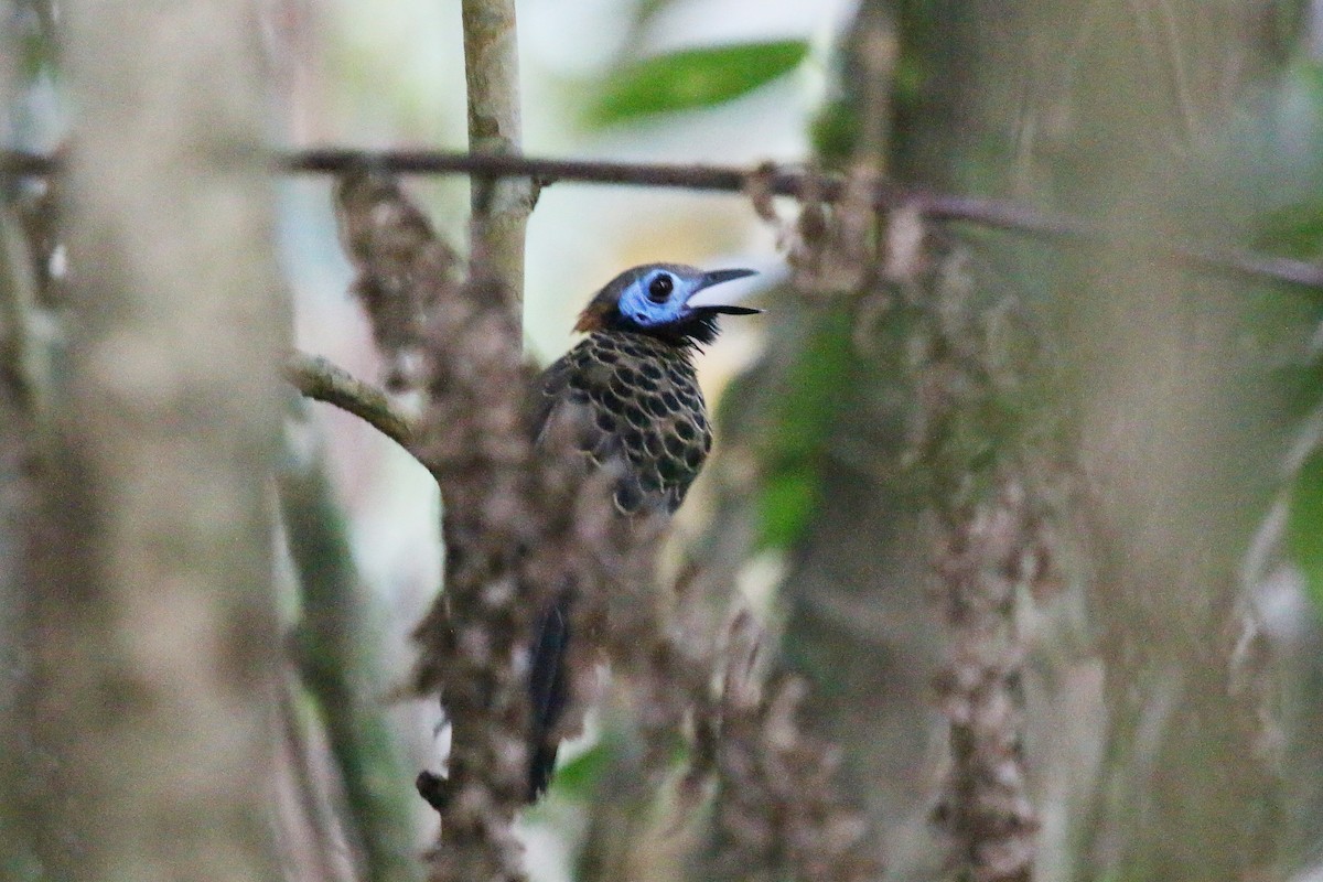 Ocellated Antbird - ML626464066