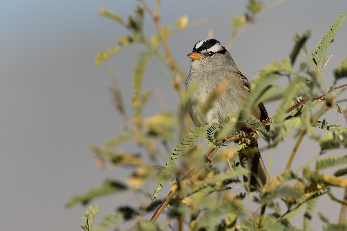 White-crowned Sparrow - ML626464239