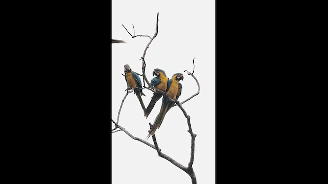 Blue-and-yellow Macaw - ML626464301