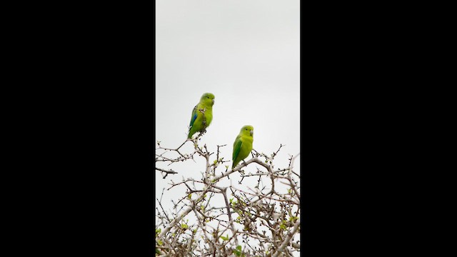 Cobalt-rumped Parrotlet - ML626464348