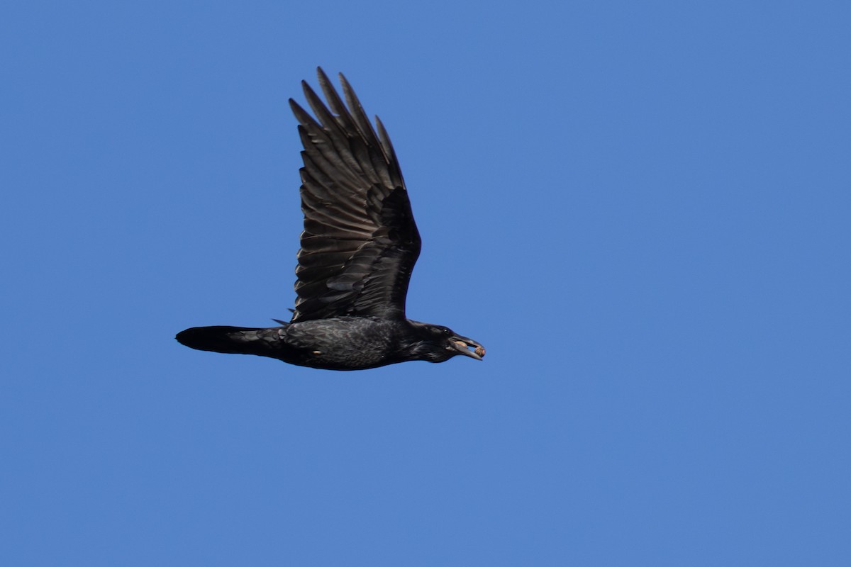 Common Raven - ML626464402