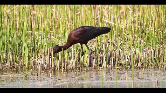 Glossy/White-faced Ibis - ML626464420