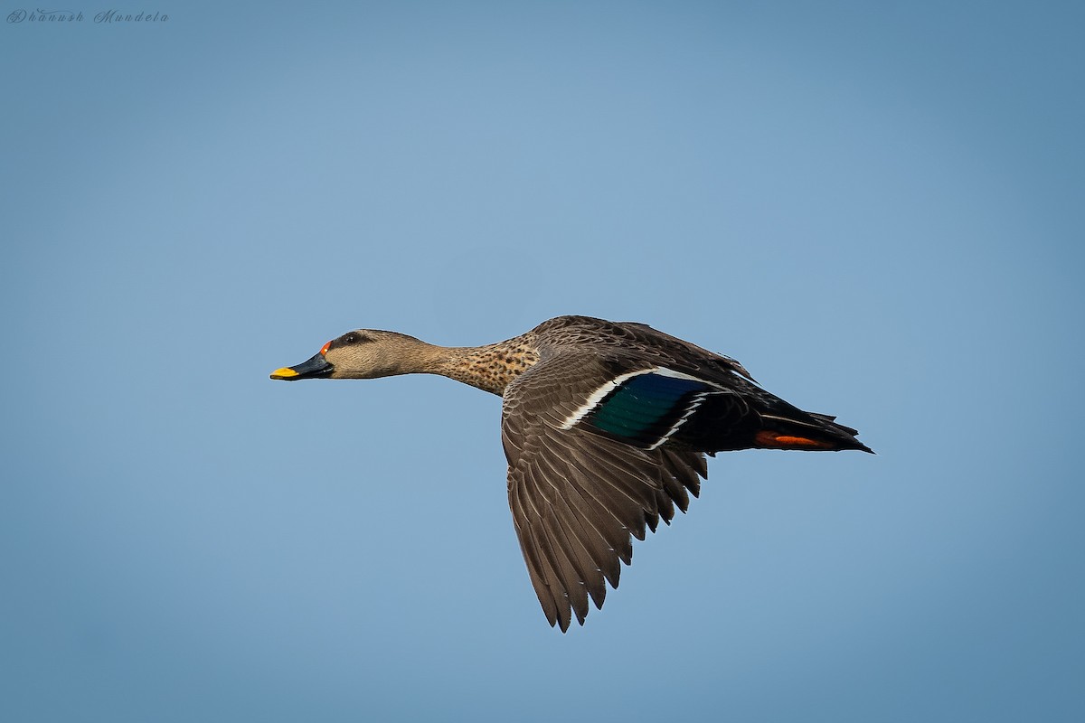 Indian Spot-billed Duck - ML626464444