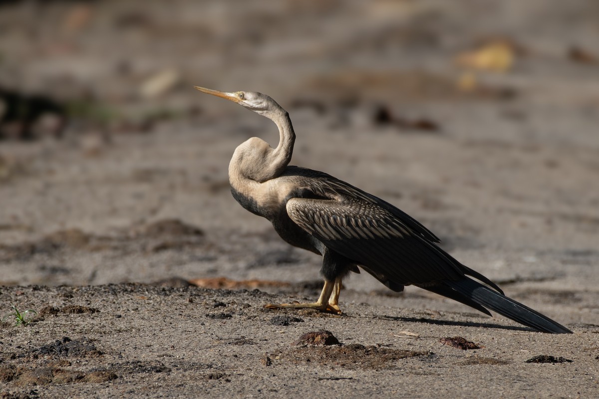 Oriental Darter - ML626464455