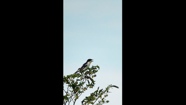 コシジロフウキンチョウ - ML626464491